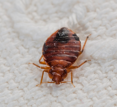 Bed Bugs Control