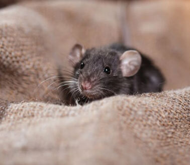 Rodent Control