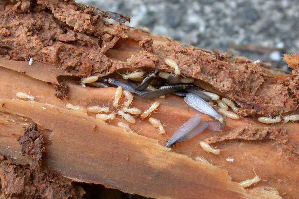 Termite Control